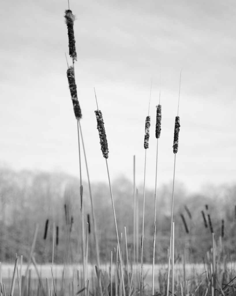 Cattails, Genesee River Valley, 2023