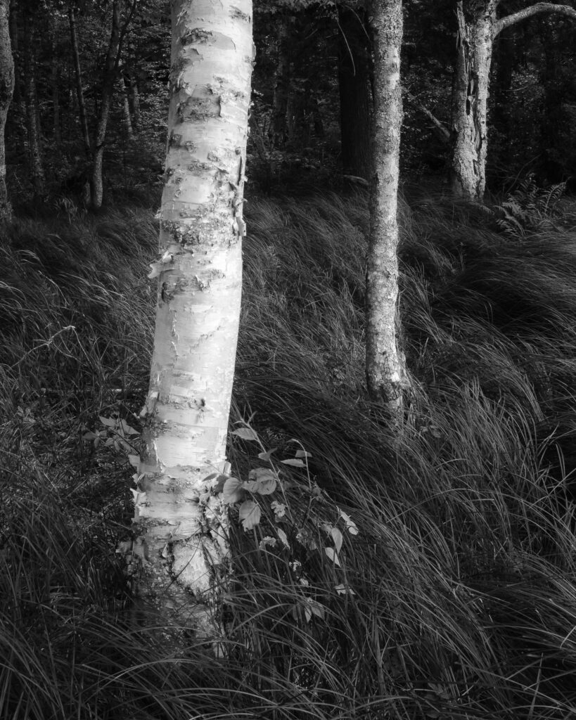 White Birch and Grass, Massawepie Scout Camp 2023